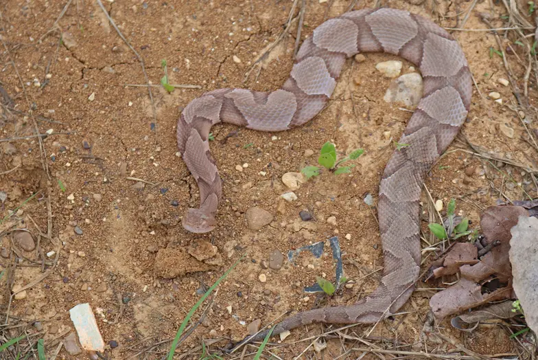 a copperhead snake slithers happily