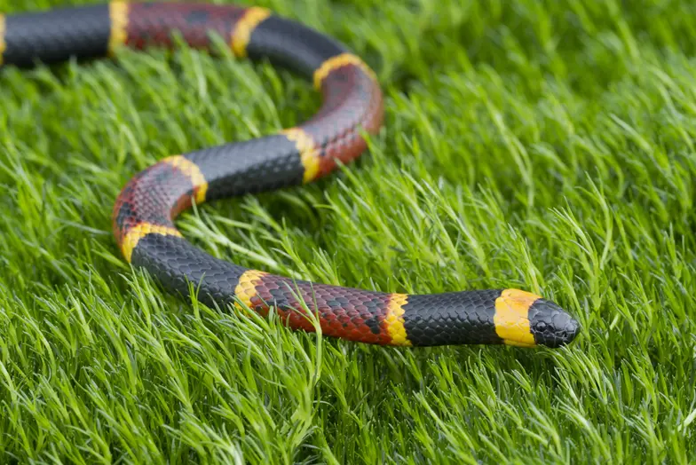 coral snake slithers through the grass