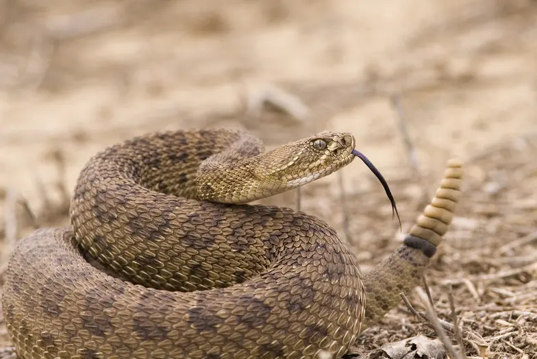a rattlesnake curled up sticking out its tongue