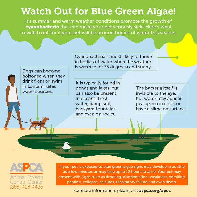 https://www.aspcapro.org/sites/default/files/styles/image_component/public/2021-07/apcc_bluegreen-algae_2021_square.png.webp?itok=i57u6qnA