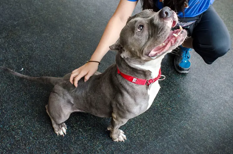 gray and white pit type dog being petted in shelter smiling