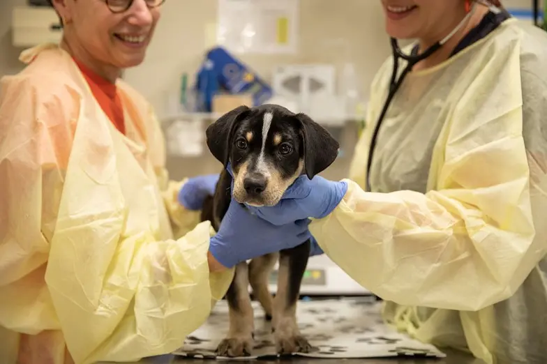 black and tan dog being examined by two medical staff wearing PPE
