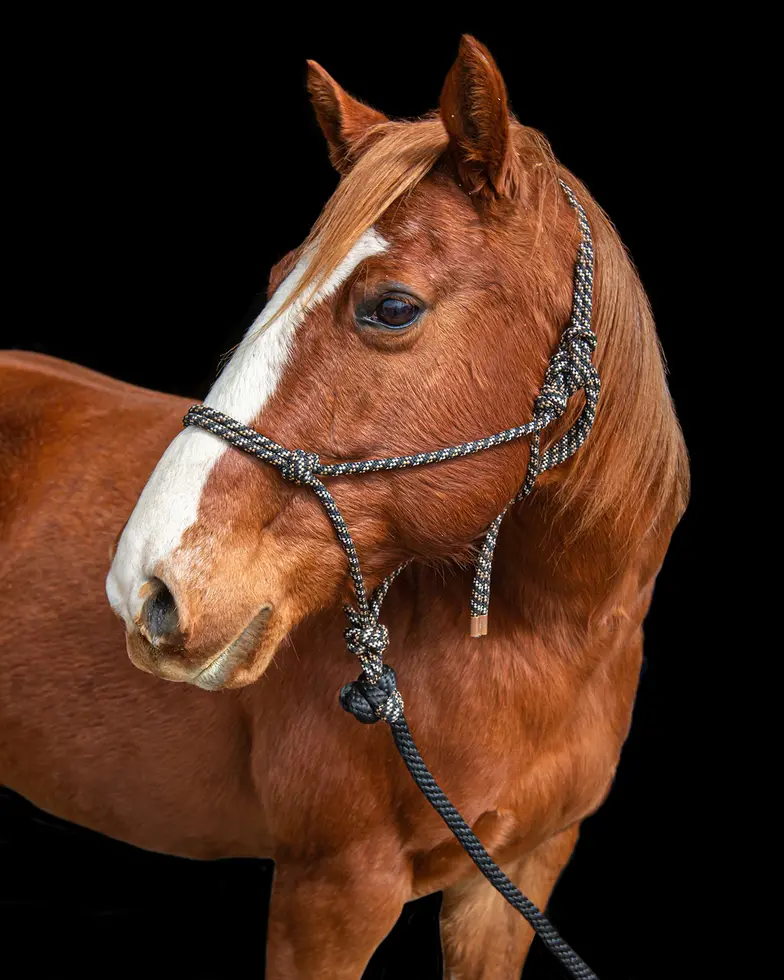 brown horse wearing halter side profile of head