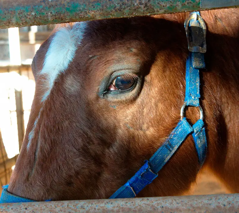 brown horse with blue harness inside stable