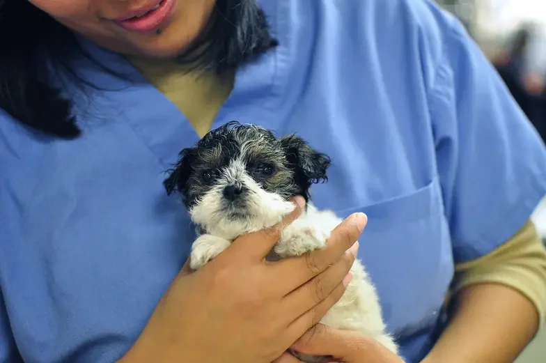 person in blue scrubs holds small black and white curly haired puppy