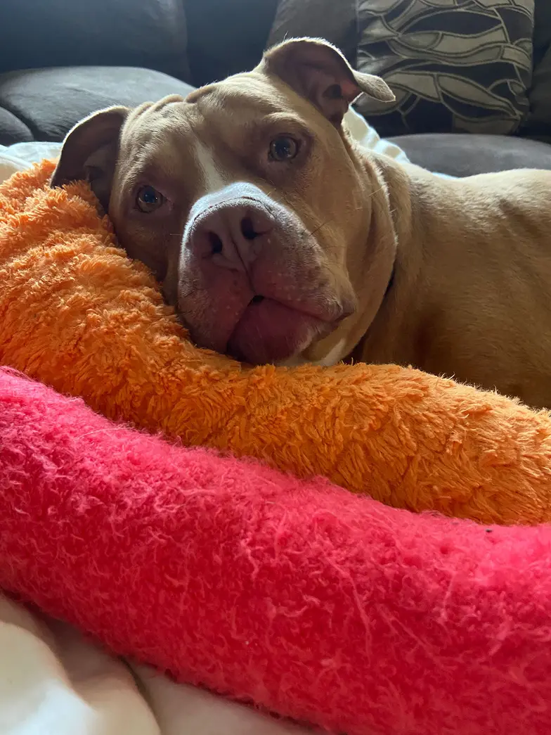 brown dog lying in orange and red bed looking comfortable