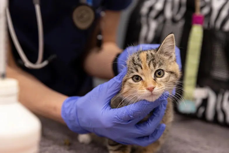 tan and black kitten having exam by veterinary staff wearing gloves and stethoscope