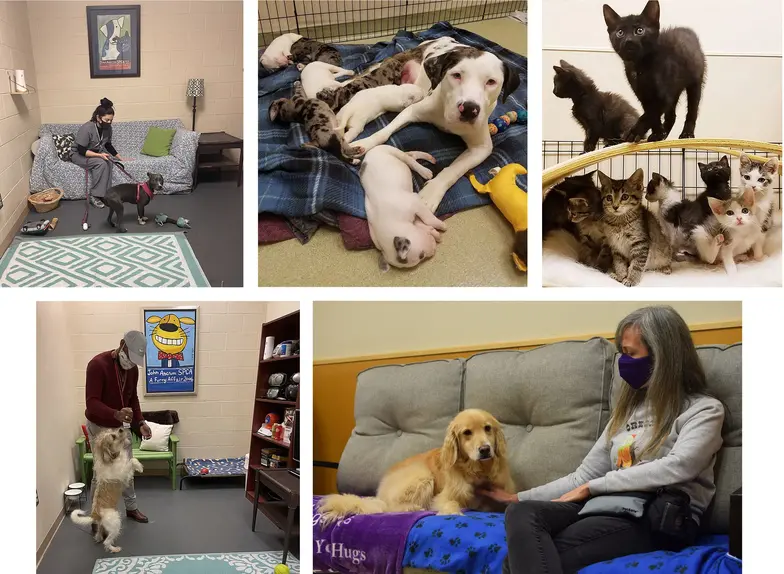 A collage of rooms created for shelter pets.