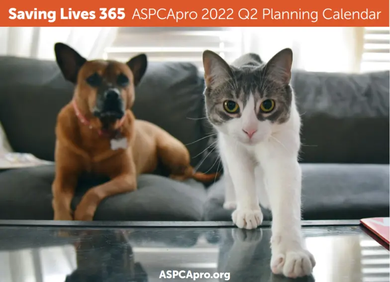 Dog and Cat on a couch with the caption, " Saving Lives 365 ASPCApro 2022 Q2 Planning Calendar.""
