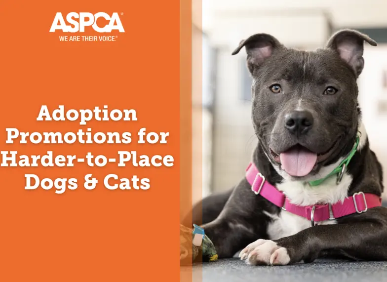 Aspca dogs deals near me