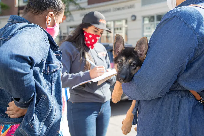 German Shepherd type puppy in clinic setting outdoors being held by owner