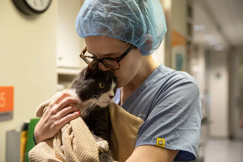 Image of black and white cat at the animal hospital being held by staff