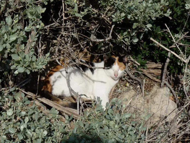 Community cat asleep in bushes