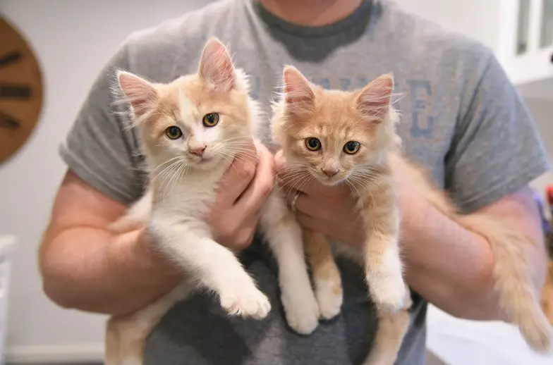 Person holding two orange kittens