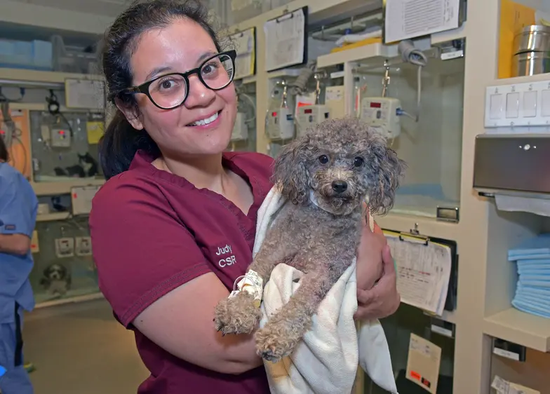 Person with long dark hair and glasses holding a poodle mix dog with an injured leg wrapped in a blanket