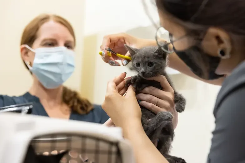 Gray kitten being held by two people wearing masks about to get its nails trimmed