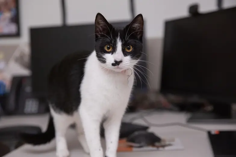 Black and white cat standing on a desk next to computer monitors