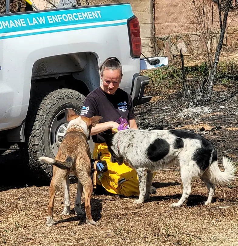 Summer Piper, Emergency Response Team volunteer for the San Diego Humane Society, with two dogs rescued from the Hermits Creek and Calf Canyon Fires.