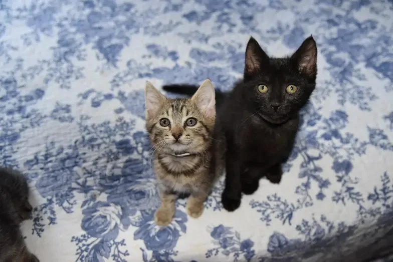 2 kittens on a bed