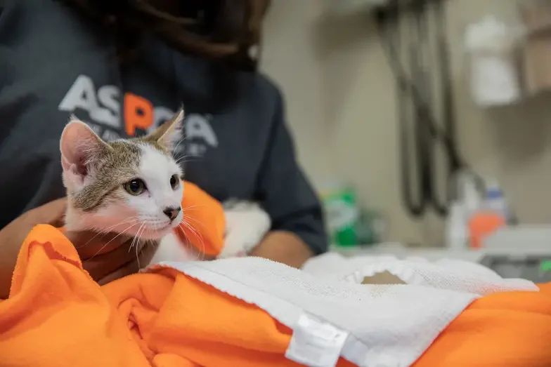 Cat wrapped in orange towel by ASPCA staff member