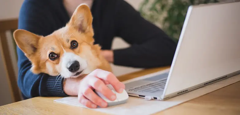 corgi on human's lap sitting in front of computer