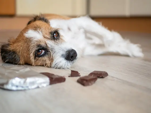a small terrier type dog is lying awake on the floor next to an open bar of chocolate