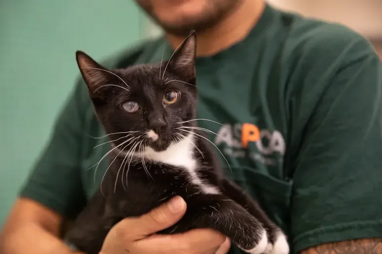 Black and white cat looking at camera