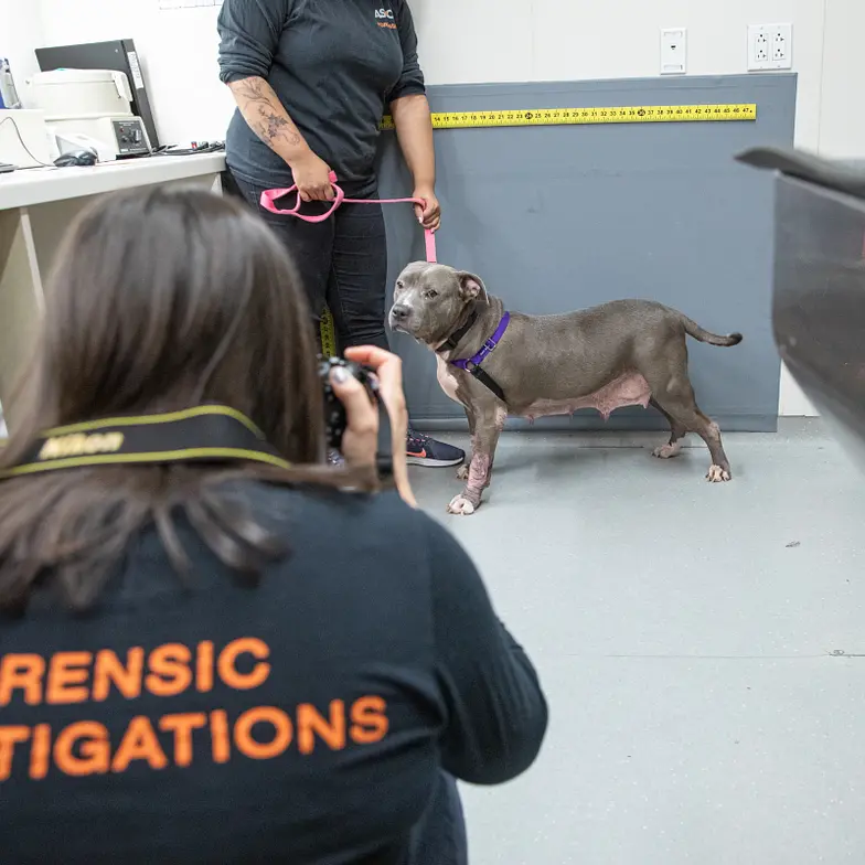 a female gray and white pit mix possibly recently separated from her puppies gets a forensic exam measurement and photographs