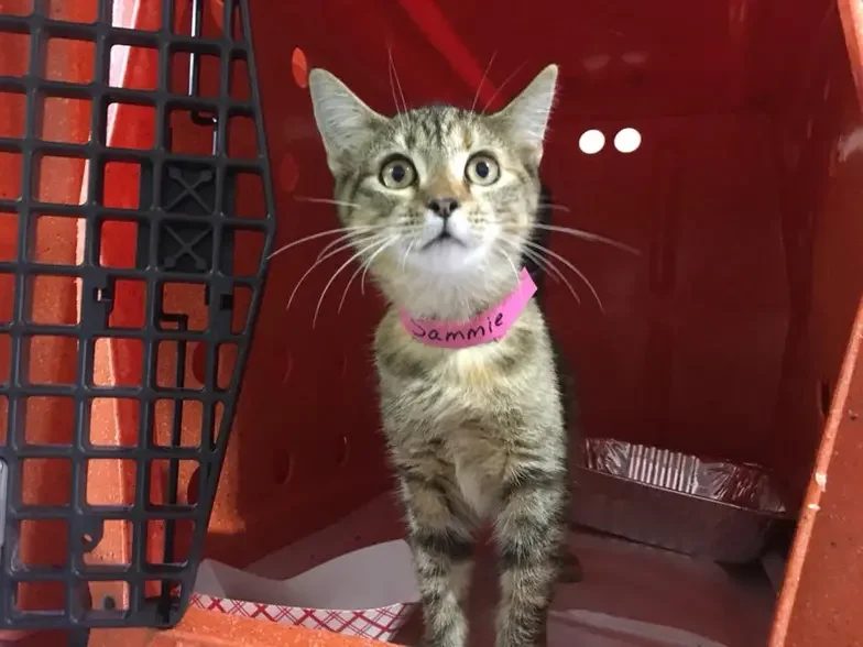 Transport cat in crate