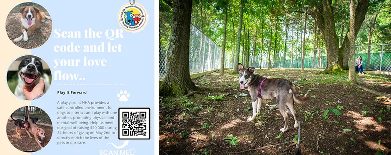 a dog stands outdoors in an open forest with a staff worker unleashed