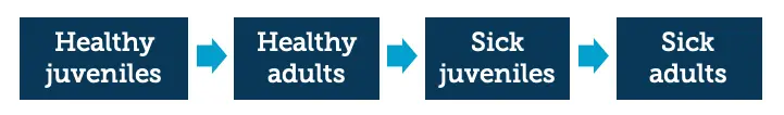 graphic showing the order of contagion in 4 boxes with arrows between