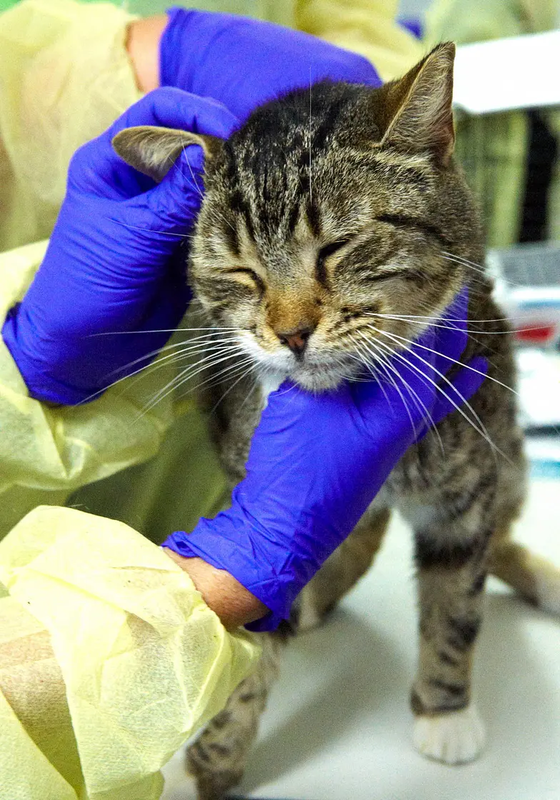 a tabby cat is examined by medical staff wearing yellow and purple ppe