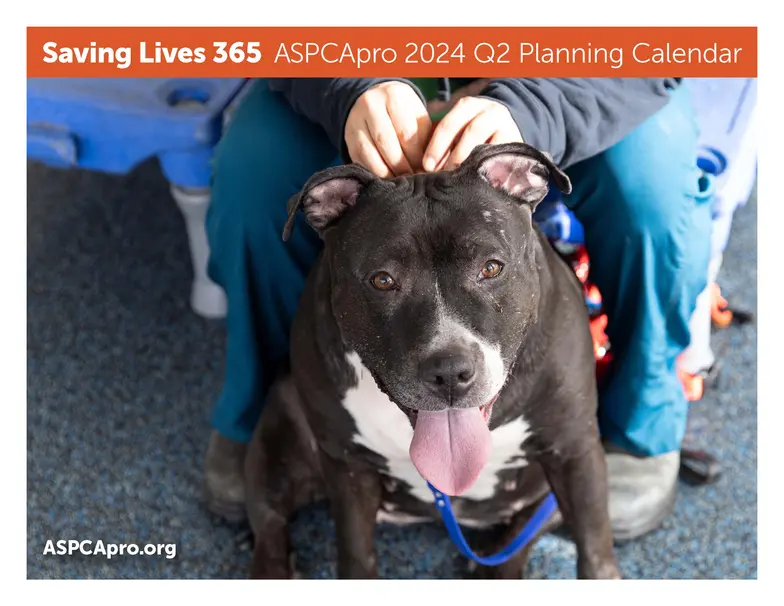 Aspca Help A Horse Day 2024 Dates Myrle Tootsie