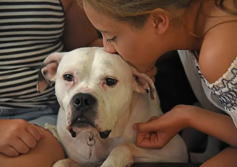a girl leans over to gently kiss a white pit mix dog on the top of his head
