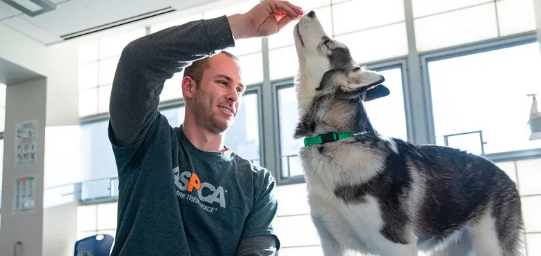 staff on the floor gives a husky type dog a treat during training