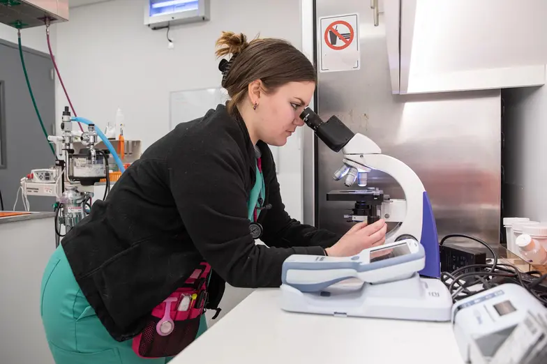 a veterinary professional looks into a microscope in a clinical setting