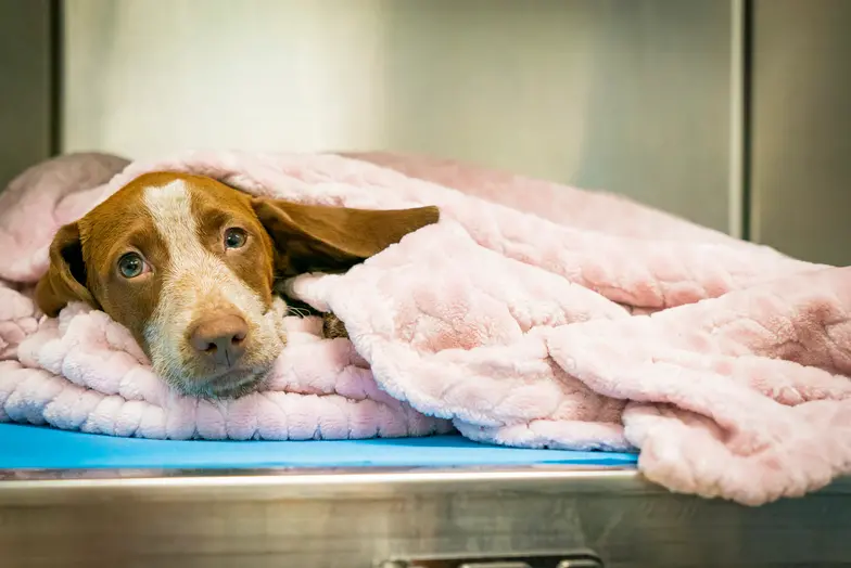 brown and white hound type dog lying in a pink blanket inside his enclosure