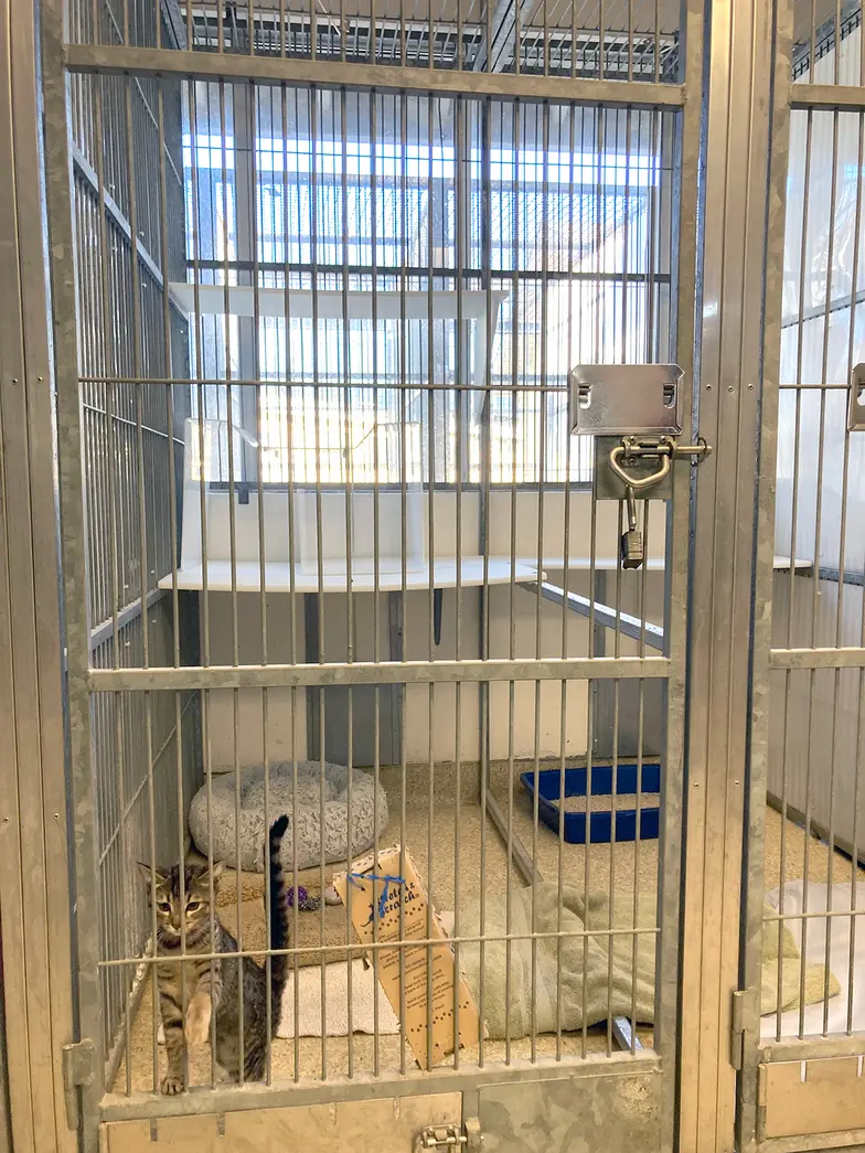 a small gray and black cat inside a metal cage enclosure looks out at the camera