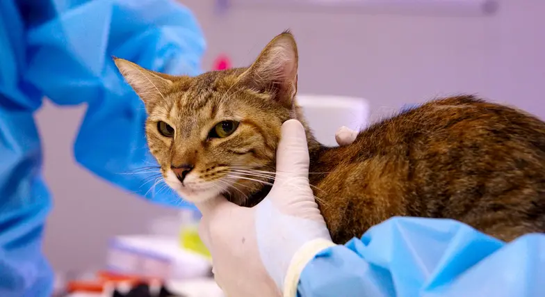 sleek gray cat having an exam in a clinic