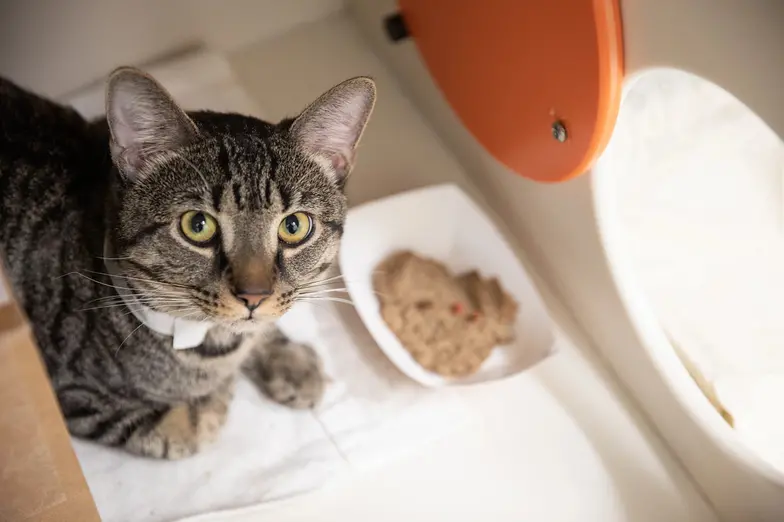 a tabby cat sits in her kennel in front of a meal of wet cat food