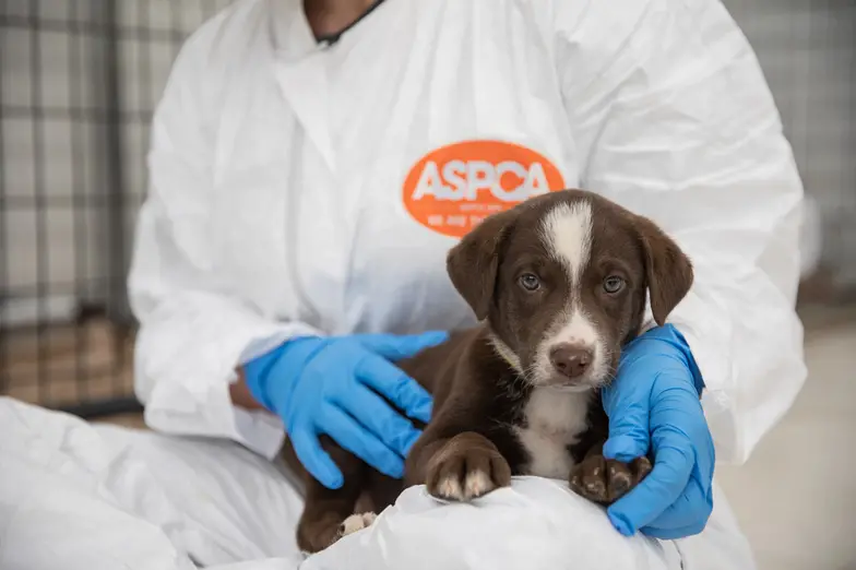 staff in PPE holding brown and white puppy