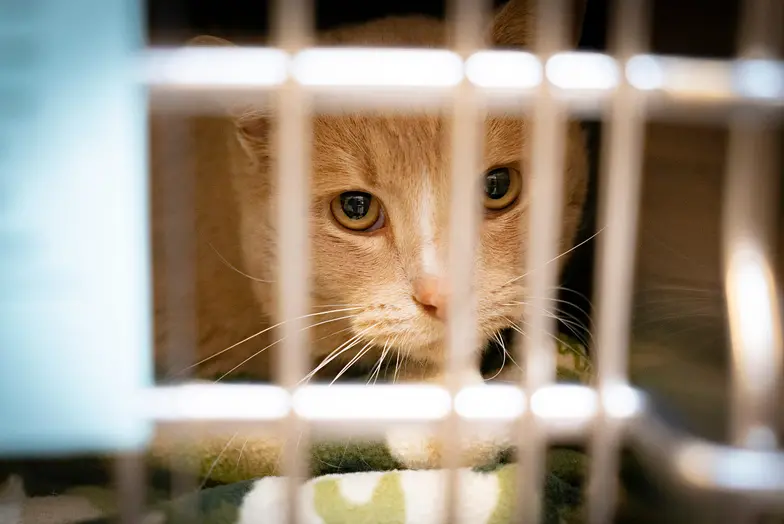 a tan cat peeks out from inside their kennel