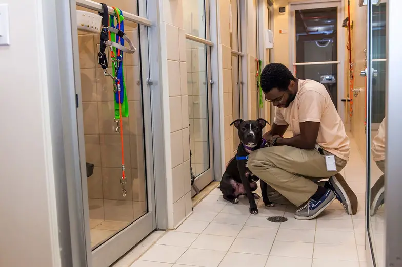 shelter staff kneeling on the floor petting a medium black and white dog