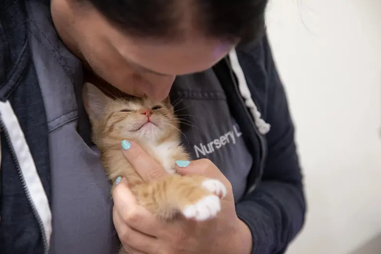 shelter medical staff holds a tan and white kitten closely and gives a gentle kiss on its head