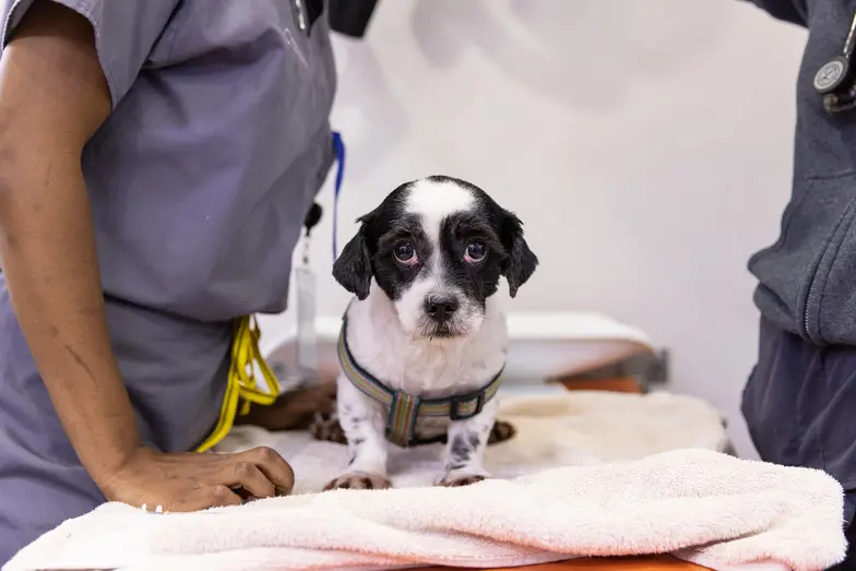 a small black and white dog looks into the camera perched on the veterinary exam table