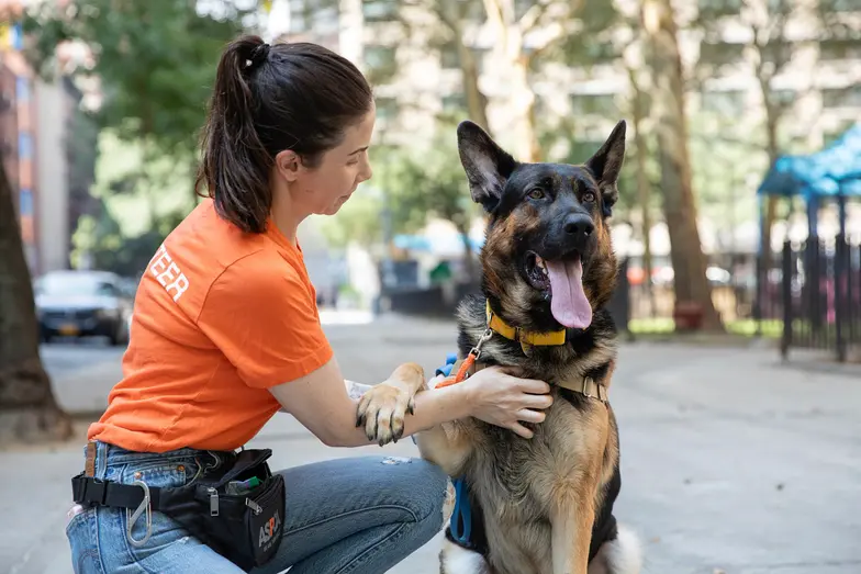 a volunteer kneels on the sidewalk next to a shepherd type dog as it lays its paw on her forearm