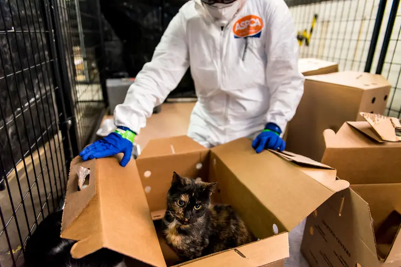 shelter staff wearing PPE gently places a cat in a temporary cardboard crate