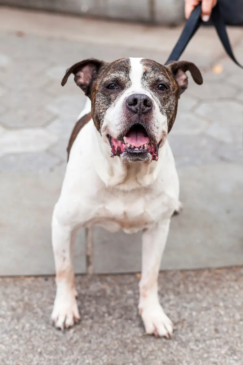 a senior white and tan dog outdoors on a leash