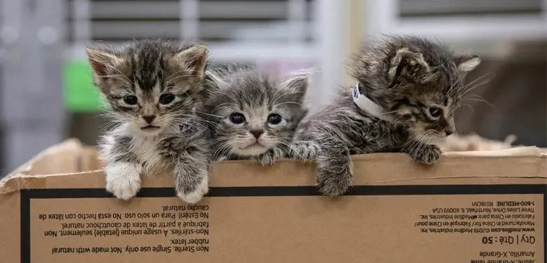 three gray and black striped kittens peek out from a box indoors