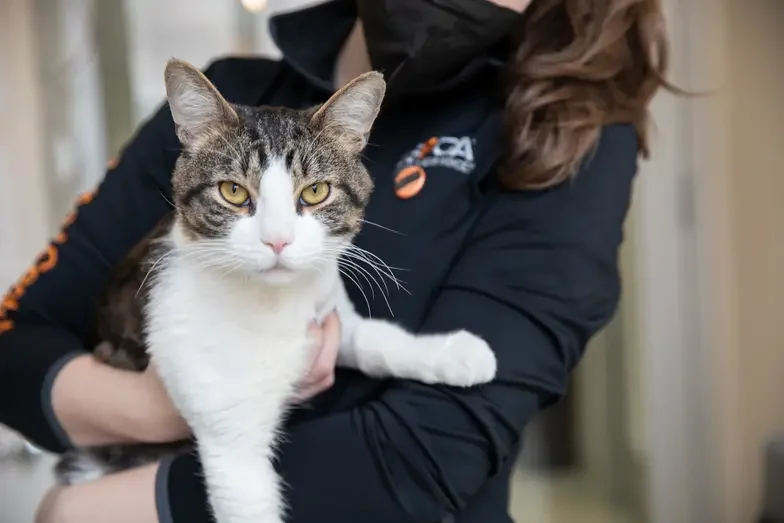 a shelter professional holding a grey and white cat